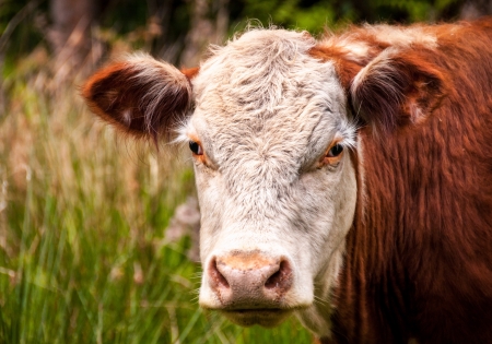 Closeup of a brown cow standing in a pasture の写真素材