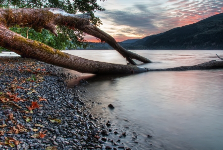 Tree growing into lake along shore with sunset in backgroundの写真素材