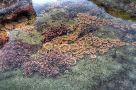 Tidal pool with many colorful sea creatures