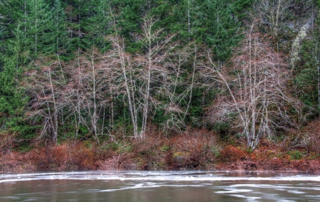 Along this river bank was several trees with no leavesの写真素材