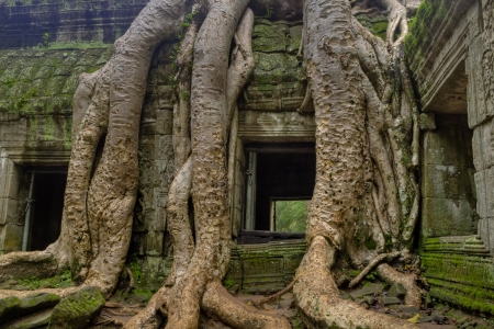 Roots around window of tree growing out of templeの写真素材