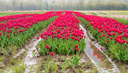 Pink tulips in a fieldの写真素材