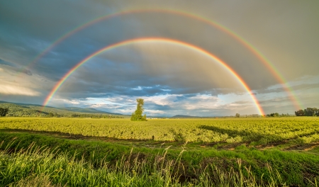 Tree in a blueberry field under a double rainbow