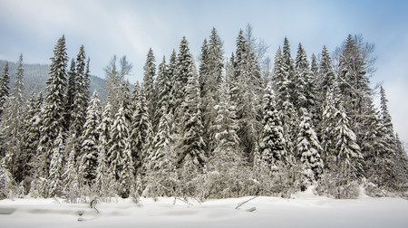 Fresh snow covering a row of majestic treesの写真素材