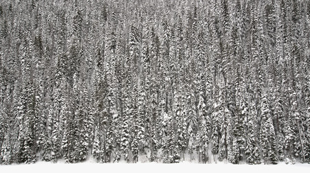 Trees covered in snow up side of mountainの写真素材