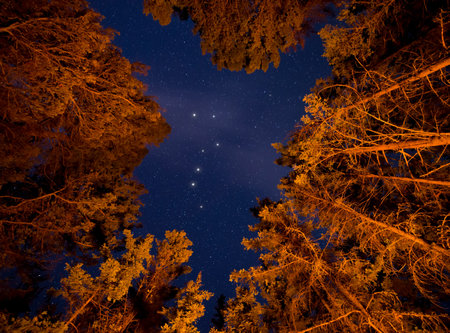 Orange lit trees with stars an big dipper