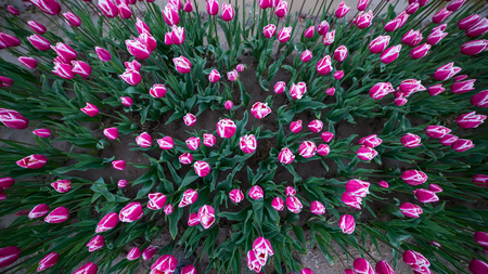 Field of pink and white tulips from the topの写真素材