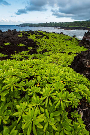 Naupaka plant (scaevola taccada) growing on black volcanic lava rock in Waianapanapa State Parkの写真素材