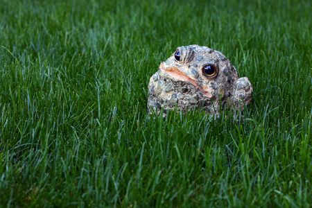 Ornamental toad sitting in the grassの写真素材