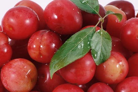 bowl of fresh wild cherries close upの写真素材