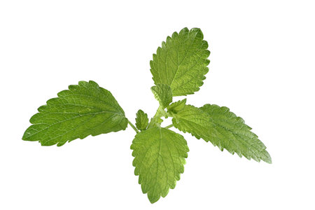 Sprig of fresh lemon balm herb isolated on a white background