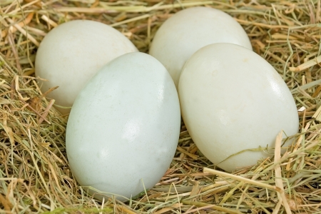 Four fresh free range duck eggs in a nest of hayの写真素材