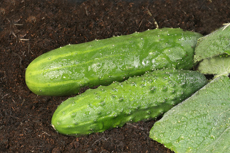 two organic cucumbers growing on the plantの写真素材