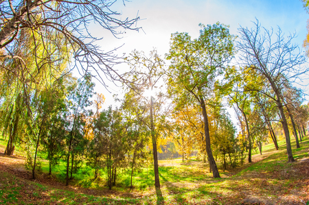 Autumn park and sun raysの写真素材