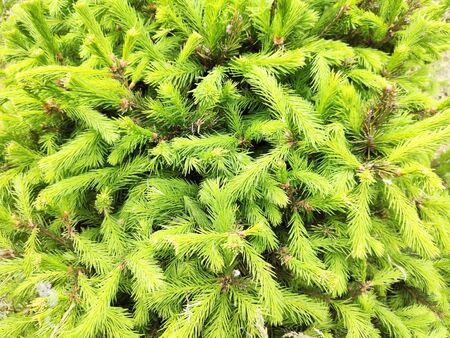 Detailed Christmas tree branches background, green backgroundの写真素材