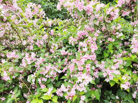 Bush with flowers in bloom beautiful backgroundの写真素材