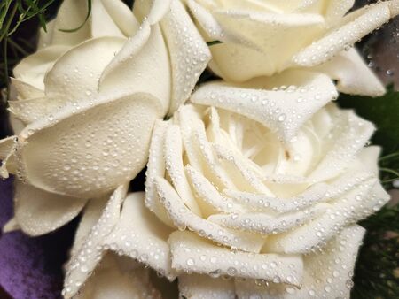 Dew-covered white rose - Close-up white rose with raindrops on the petalsの写真素材