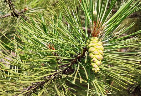 Pine cone on branch Kiefern, Green background.の写真素材