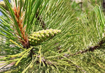 Pine cone on branch Kiefern, Green background.の写真素材