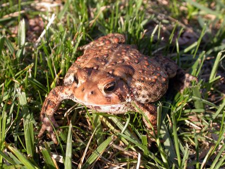 a common toad in the grass, 1 in a series of 3 imagesの写真素材