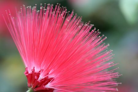 Pink flowerの写真素材