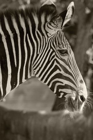 Zebraの写真素材