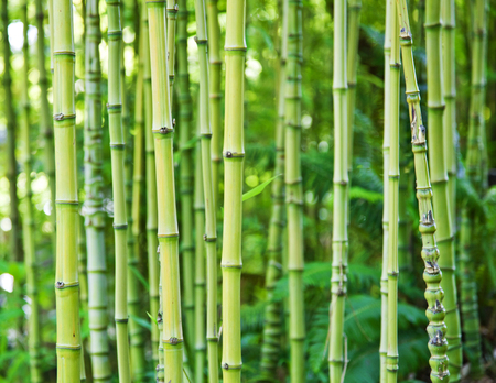 Exotic lush green bamboo backgroundの写真素材