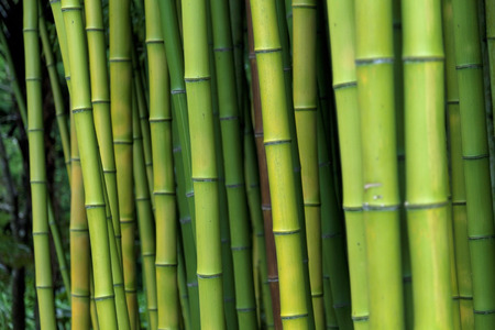 Exotic lush green bamboo backgroundの写真素材