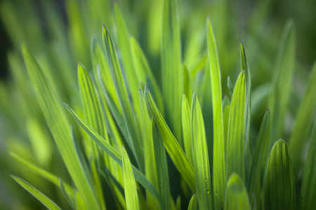 Dew drops on fresh spring grass on a spring morningの写真素材
