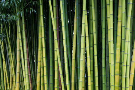 Exotic lush green bamboo backgroundの写真素材