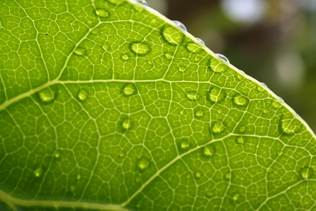 Fresh green leaf backgroundの写真素材