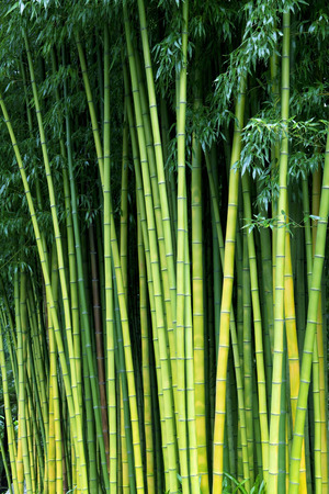 Exotic lush green bamboo backgroundの写真素材