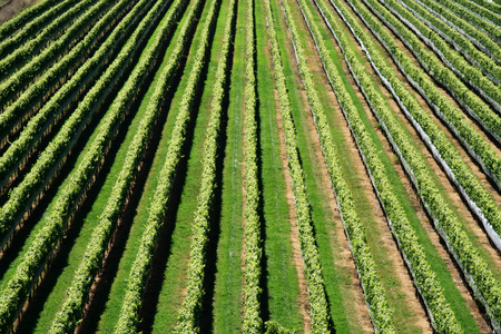 Rows of grapevines in a New Zealand Vineyardの写真素材