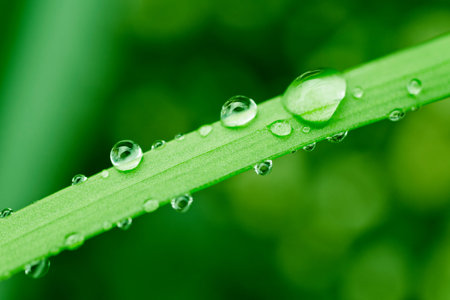 Dew drops on fresh spring grass on a spring morning