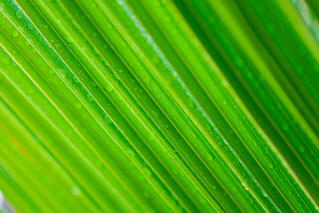 Fresh green leaf background
