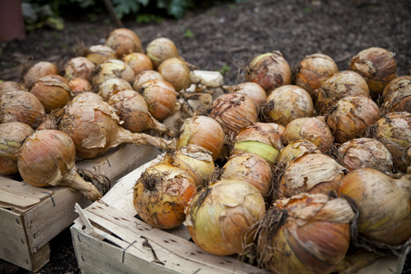 Fresh organic onions in a home gardenの写真素材