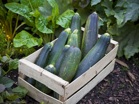 Freshly picked home grown zucchini or courgetteの写真素材