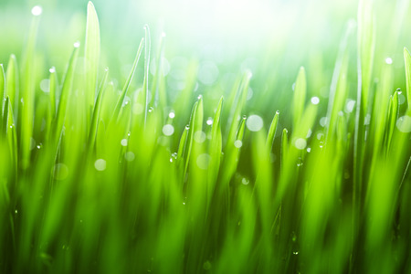 Lush, fresh green grass background with moisture dropsの写真素材