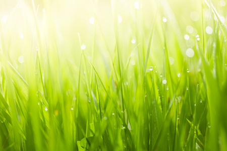 Lush, fresh green grass background with moisture dropsの写真素材