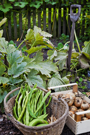 Fresh home grown beans and onions in home gardenの写真素材