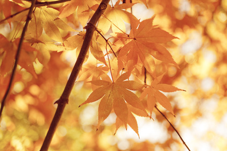 Nature background with bright autumn leavesの写真素材
