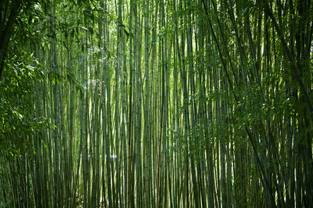 Lush, exotic, fresh  green bamboo jungle backgroundの写真素材
