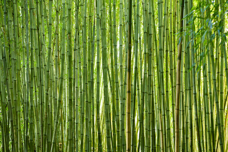 Lush, exotic, fresh  green bamboo jungle backgroundの写真素材