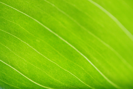Fresh green leaf backgrounds. Shallow depth of field
