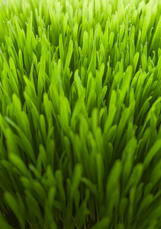 Lush, fresh green wheatgrass background with moisture dropsの写真素材