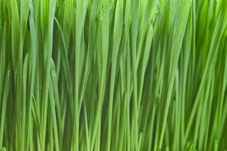 Lush, fresh green wheatgrass background with moisture dropsの写真素材