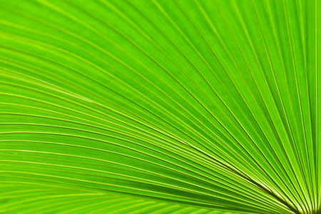 Fresh green leaf backgrounds. Shallow depth of field