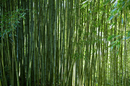 Lush, exotic, fresh  green bamboo jungle backgroundの写真素材
