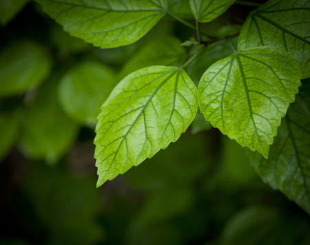 Fresh green leaf backgrounds. Shallow depth of fieldの写真素材