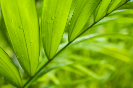 Fresh green leaf backgrounds. Shallow depth of field の写真素材